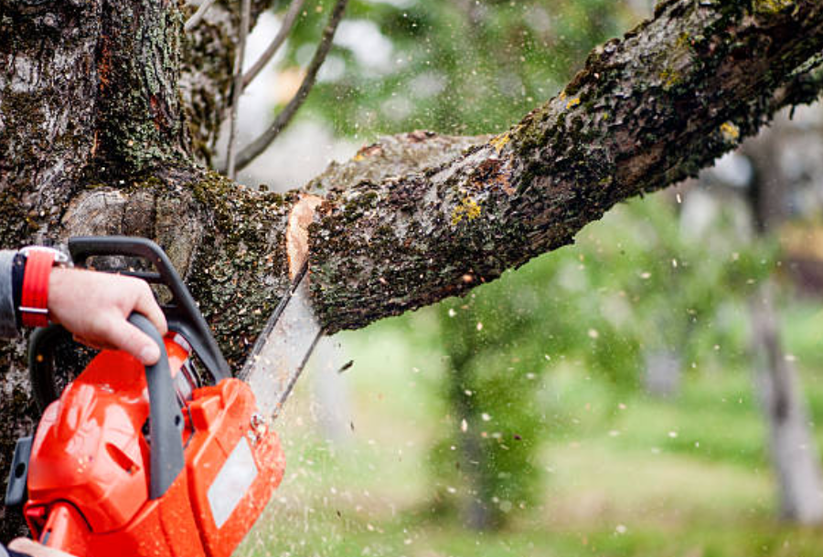 flagstaff tree service